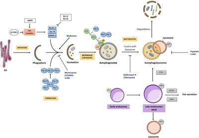 Modulation of Autophagy in Adrenal Tumors